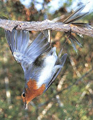 Bird Trapping Cyprus